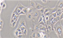 小鼠睾丸间质细胞TM3 质粒载体网