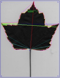 DJ-GX220植物叶片图像分析系统