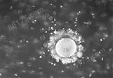 小鼠B淋巴细胞杂交瘤细胞；SH2