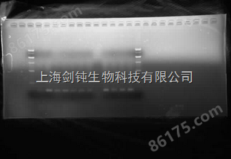 上海普通电泳PCR实验外包